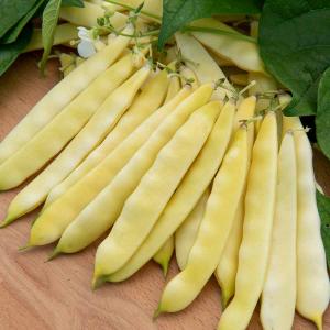 Haricot Nain Plat Beurre Serpedor - 10 m